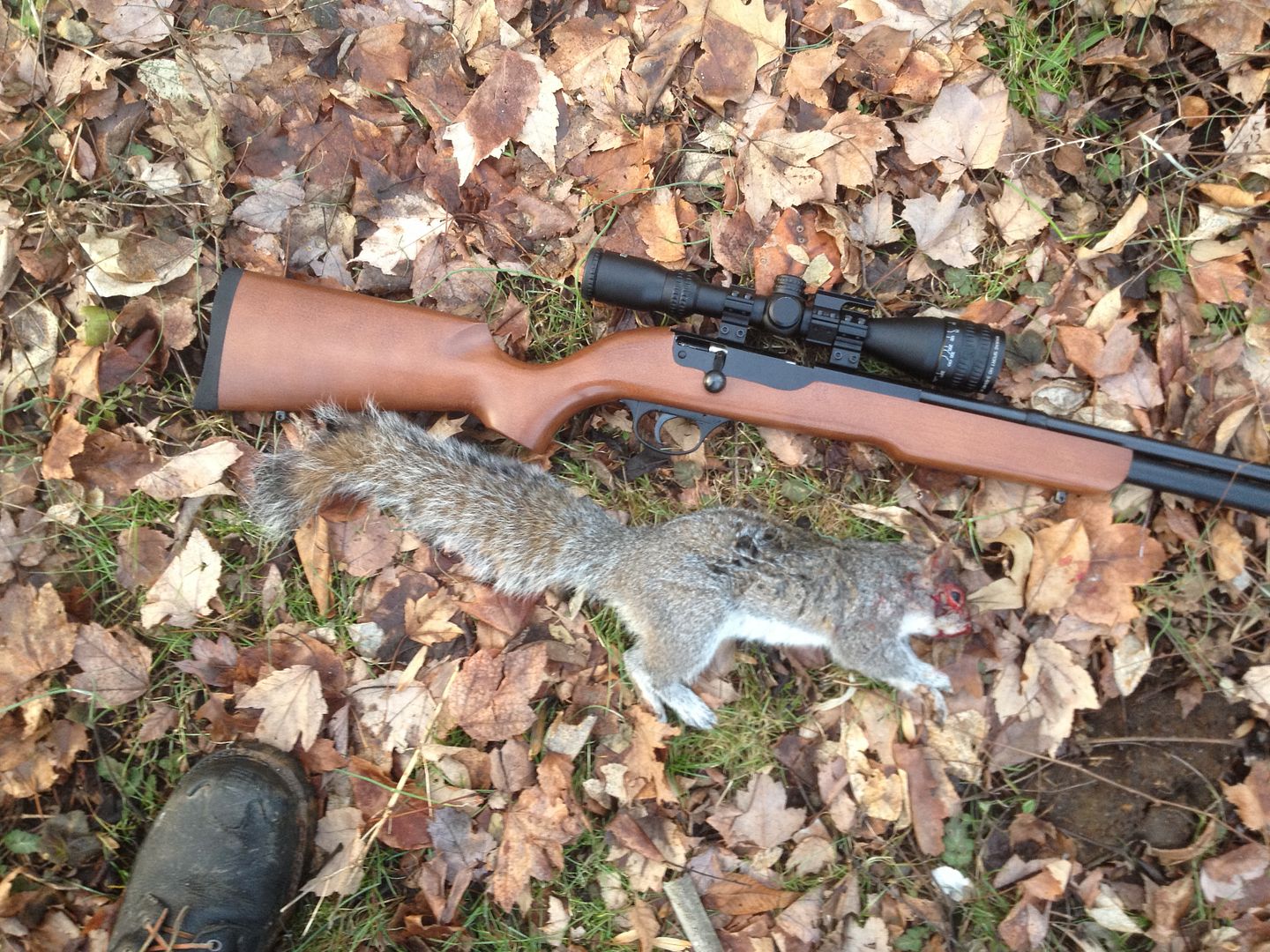 Squirrel hunting pellet guns, let's see em! Bushcraft USA Forums